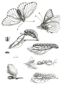 Merian_metamorfose_rups_en_vlinde