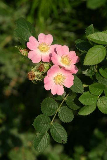 Rosa_eglanteria_img_3218