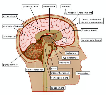 hersenen-kaartje