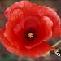 papaver_bloem2_pt