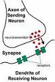 werking neurotransmitters