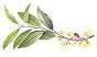picture of coca-plant